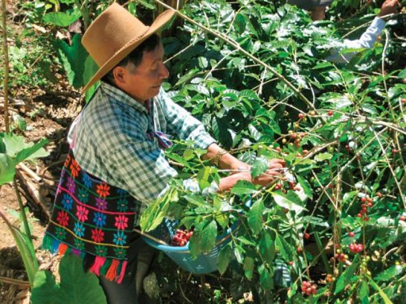 PERALES HUANCARUNA DUPLICA SUS  VENTAS DE CAFÉ AL MUNDO