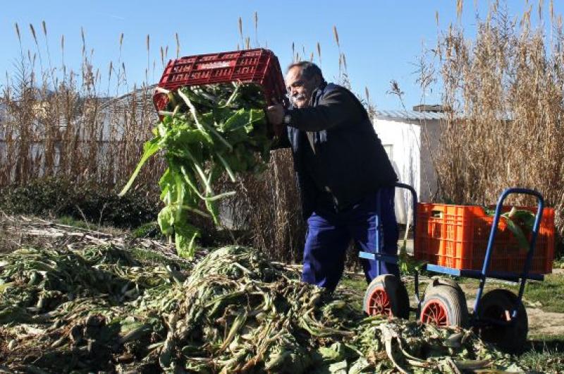 PÉRDIDA MUNDIAL DE ALIMENTO ES DE 30%