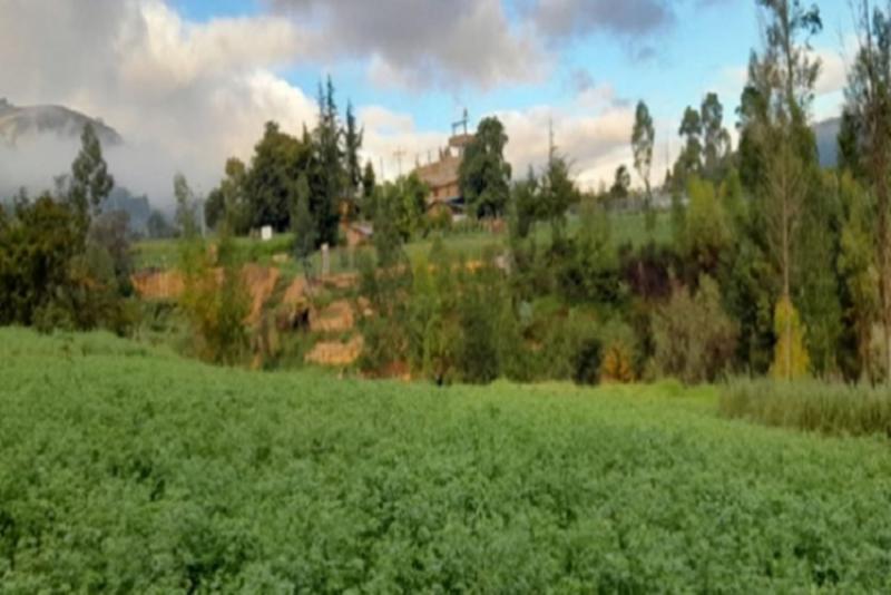 Persistentes lluvias en región andina no afectarán etapas de desarrollo de cultivos