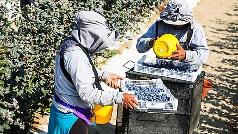 Perú acelera sus exportaciones de frutas y superaría a Chile en el 2028