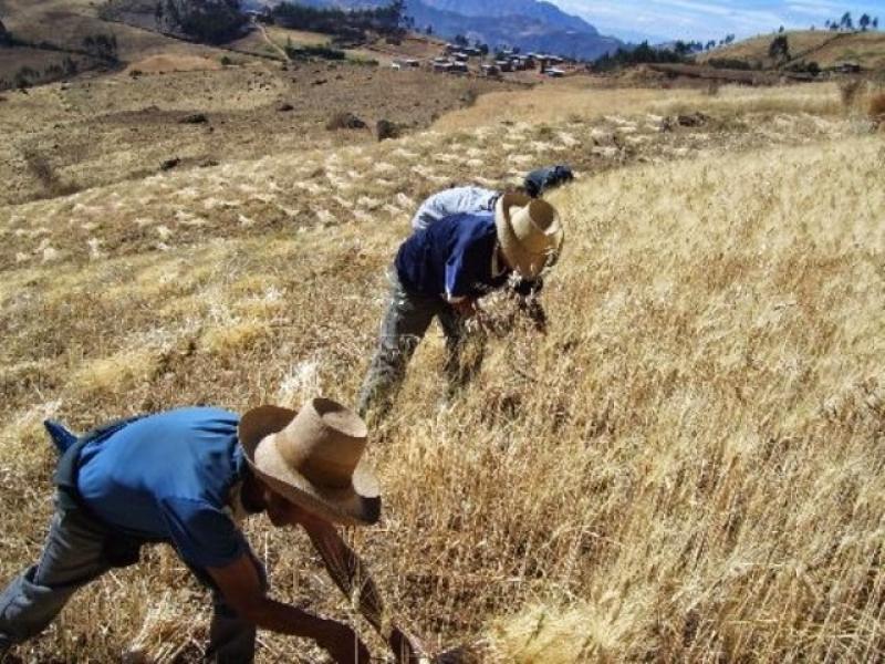 PERÚ APOYARÁ A HAITÍ EN MEJORA DE CULTIVOS Y CRIANZA DE ANIMALES