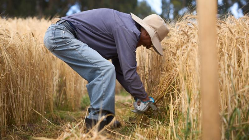 Perú avanza en el objetivo de crear su propia cebada maltera