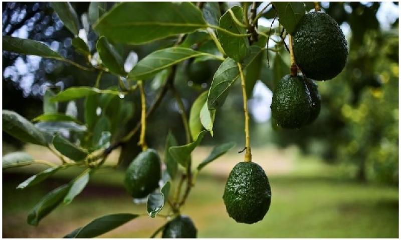 Perú: como todo boom, el de la palta no será permanente