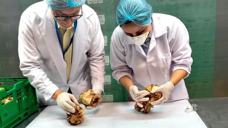 Perú concreta primer envío de bulbos de amaryllis a Estados Unidos