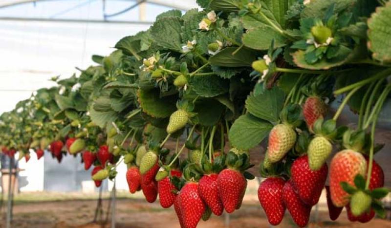 PERÚ CUENTA CON ALREDEDOR DE 3 MIL HECTÁREAS DE FRESAS