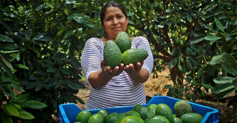Perú cuenta con cerca de 10.000 ha de palta Hass que aún no entran en producción; y más de 21.000 ha entre 4 y 6 años, que todavía no alcanzan su máximo rendimiento productivo