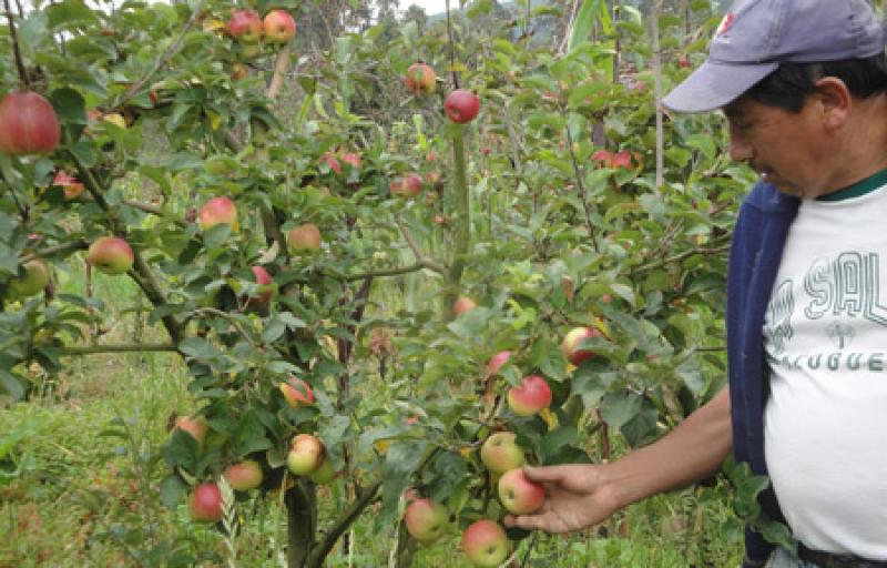 PERÚ CULTIVA 11 MIL HECTÁREAS DE MANZANAS