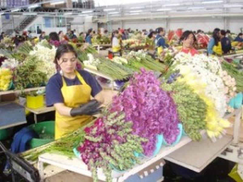 PERÚ DEBE CONSOLIDAR UNA OFERTA EXPORTADORA DE FLORES