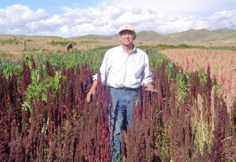 PERÚ DEBE CREAR INSTITUTO DE LA QUINUA PARA POTENCIAR CALIDAD DEL PRODUCTO