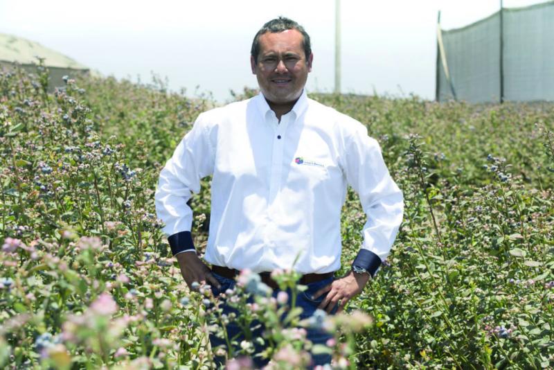 Perú debería dedicarse a los arándanos y Chile a la cereza, así cada uno compite con sus fortalezas