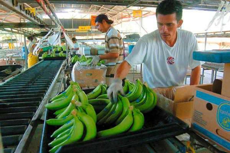 PERÚ DEJA DE EXPORTAR 30 CONTENEDORES SEMANALES DE BANANO POR FALTA DE AGUA 