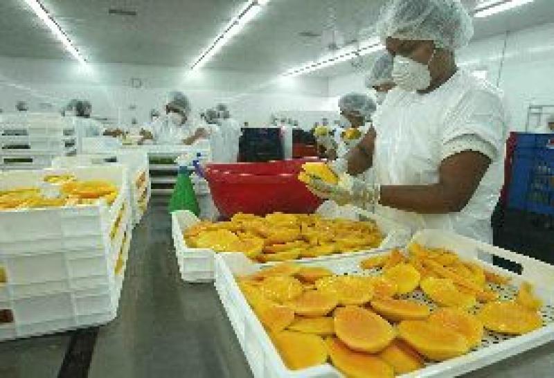 PERÚ ENVÍÓ 7.751 TM DE MANGO CONGELADO EN LO QUE VA DE LA PRESENTE CAMPAÑA