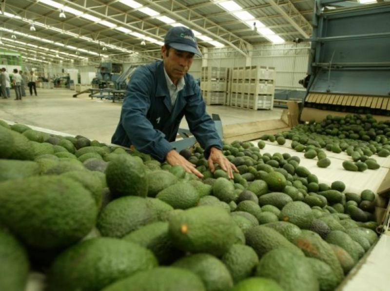 Perú es el principal país abastecedor de palta en Europa