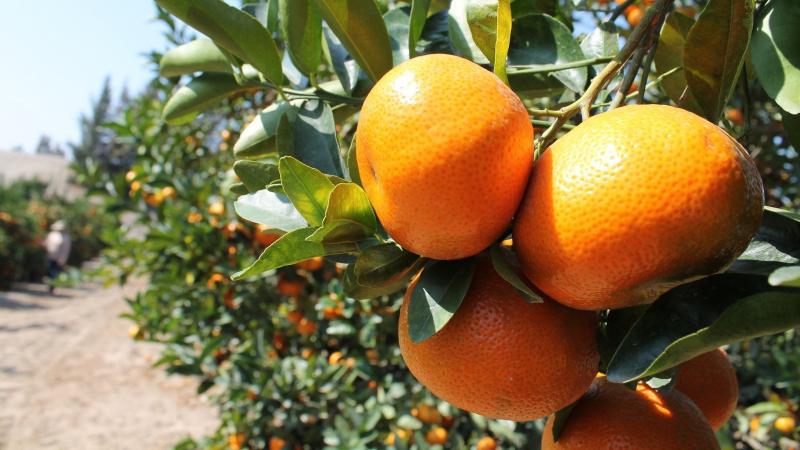 Perú es el segundo exportador de mandarina del hemisferio sur y el primero de Sudamérica