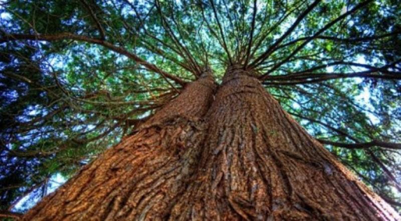 Perú es uno de los centros de diversidad de especies de cedro