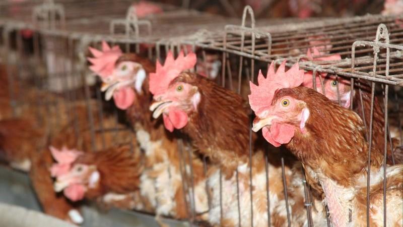 Perú está libre de Influenza Aviar de Alta Patogenicidad en aves de corral