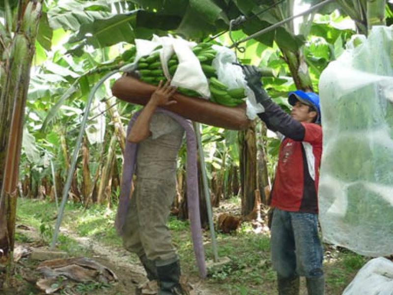 PERÚ EXPORTA ACTUALMENTE 150 CONTENEDORES DE BANANO ORGÁNICO A LA SEMANA