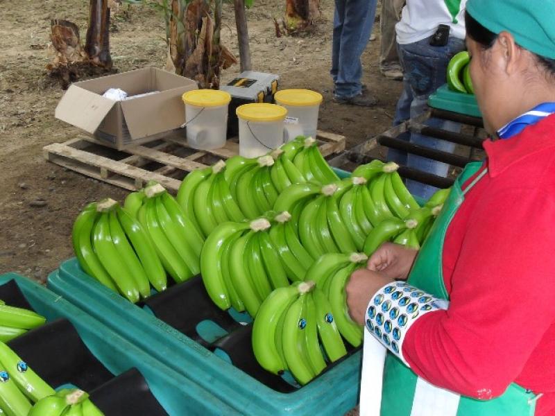 PERÚ EXPORTA MÁS BANANAS ECOLÓGICAS A LOS ESTADOS UNIDOS