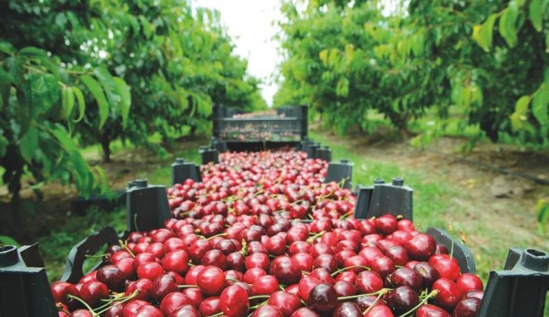 Perú: ¿Exportador de cerezas?