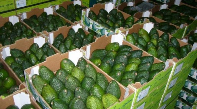 PERÚ EXPORTARÍA CERCA DE 160 MIL TONELADAS DE PALTA ESTE AÑO