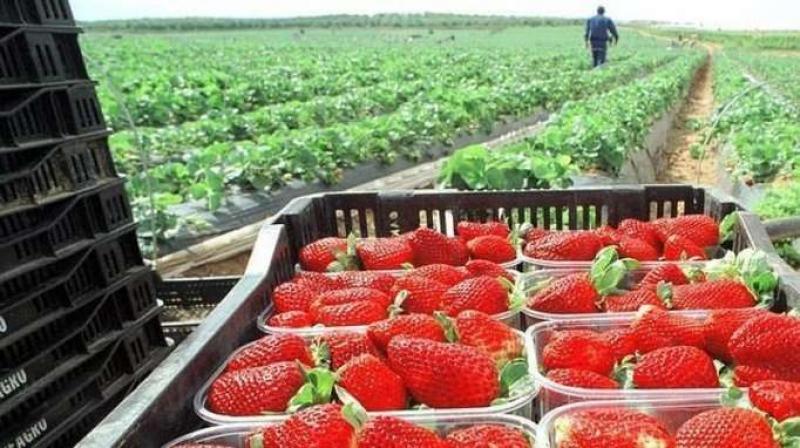 Perú exportó 1.817 toneladas de fresas en febrero del 2024, mostrando una contracción de -54%