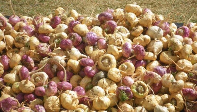 Perú exportó 248 toneladas de maca en marzo de este año, registrando un crecimiento de 24.2%