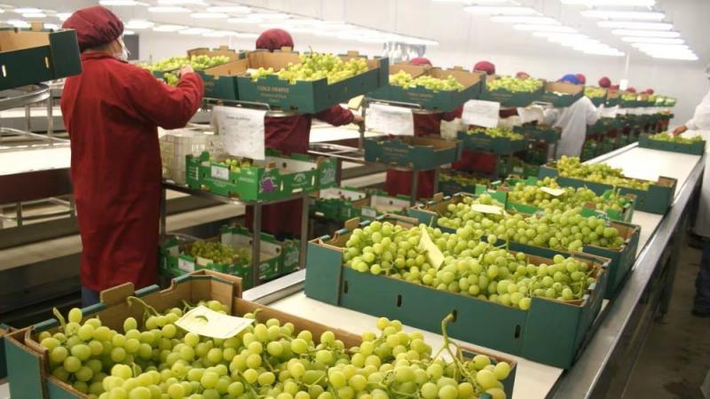 Perú exportó 706.379 toneladas de uva de mesa en la campaña 2025/2026
