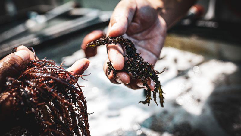 Perú exportó algas por US$ 16 millones en primer semestre de 2025