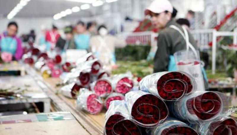 Perú exportó flores por US$ 7.7 millones entre enero y septiembre de este año