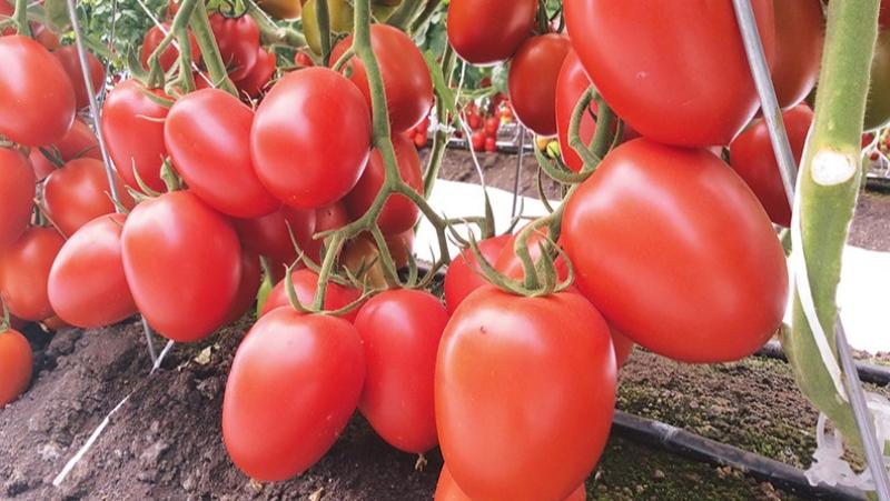 Perú exportó semillas de tomate por US$ 14.6 millones entre enero y abril