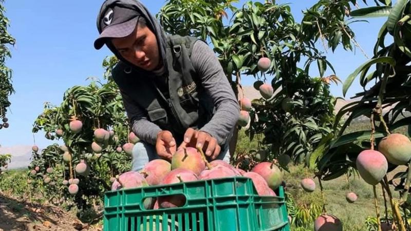 Perú finaliza la campaña de mangos 2024-2025 con un notable crecimiento de 267%