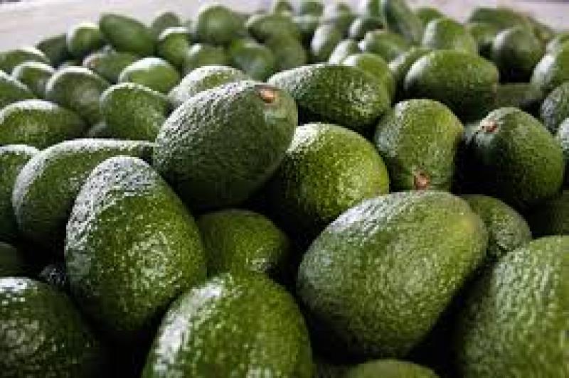 Perú fue el cuarto principal proveedor de palta de Argentina en el primer semestre del 2021