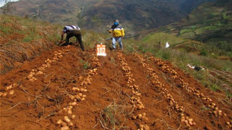 Perú genera tres nuevas variedades de papa más saludables para el consumo humano