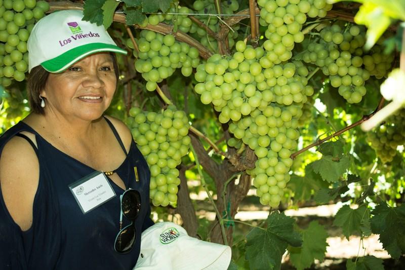 PERÚ HA CRECIDO DE FORMA ACELERADA EN LA PRODUCCIÓN DE UVAS DE VARIEDADES PATENTADAS