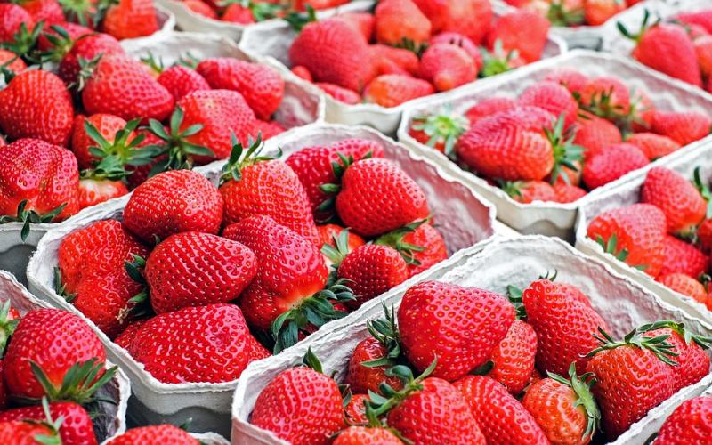 Perú incrementó su exportación de fresas y superó los US$ 44 millones en 2020