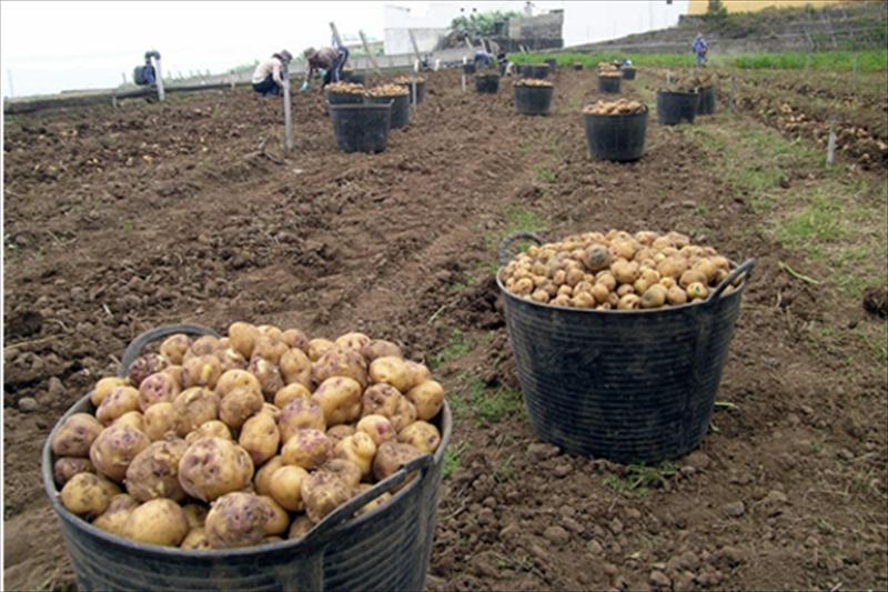 PERÚ INSTALARÍA 435 MIL HECTÁREAS DE PAPA ESTE AÑO