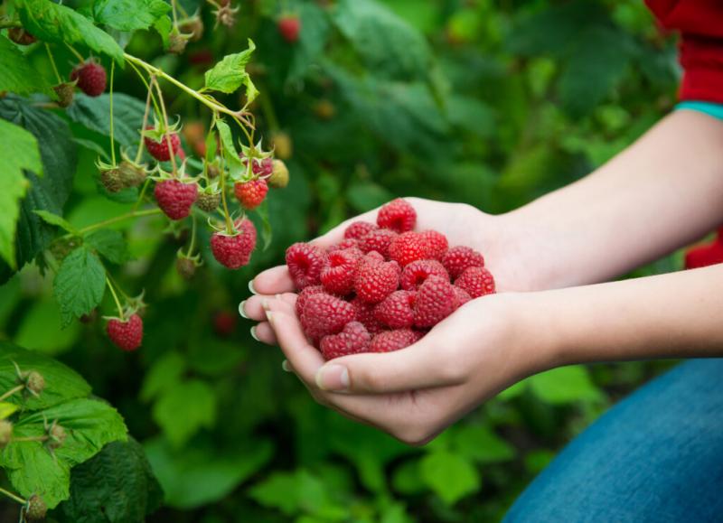 Perú investiga frutas con potencial agroexportador