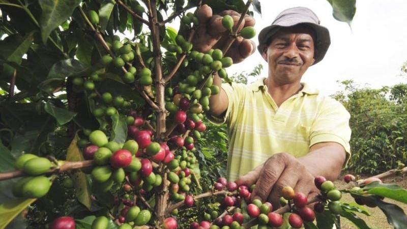 Perú lidera ranking de organizaciones productoras de café con certificación Fairtrade