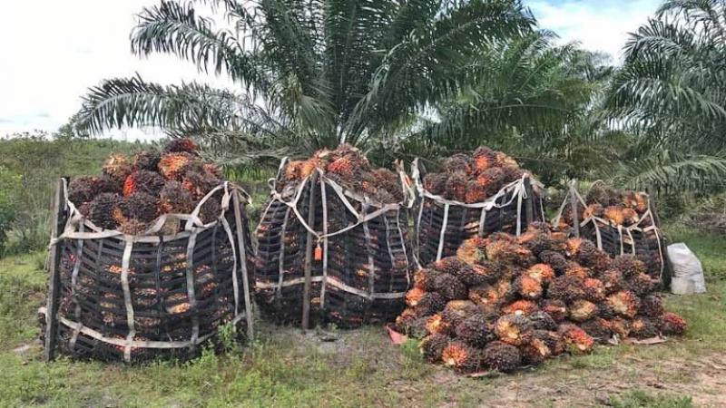 Perú Palmas: Podemos crecer hasta las 500 mil hectáreas sin afectar los bosques