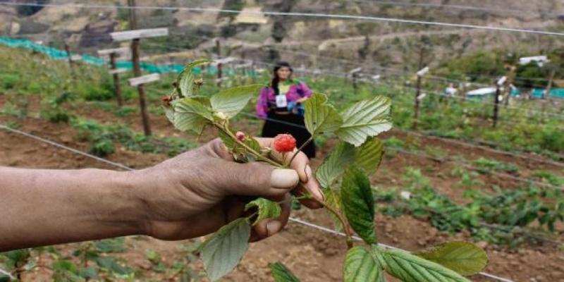 Perú podría iniciar negocio de frambuesas vendiendo a Turistas