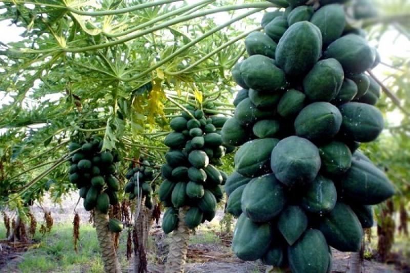 PERÚ PRODUCIRÍA 480 MIL TONELADAS DE PAPAYA ESTE AÑO