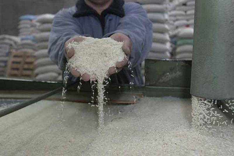 PERÚ PRODUCIRÍA 700 MIL TONELADAS DE ARROZ DURANTE LA CAMPAÑA CHICA