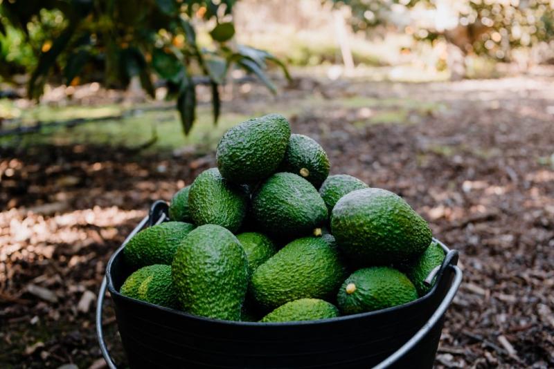 Perú produjo 642.982 toneladas de palta en 2020, mostrando un incremento de 19.48%