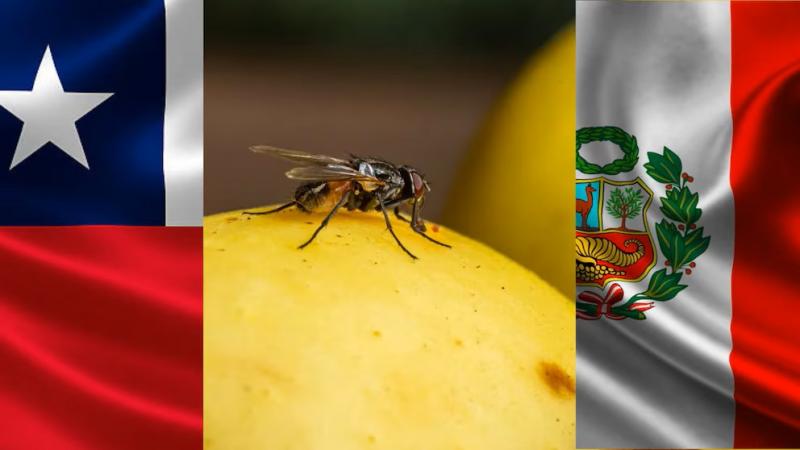 Perú se defiende de acusaciones de Chile: “Desde 1998 combatimos con éxito la mosca de la fruta”