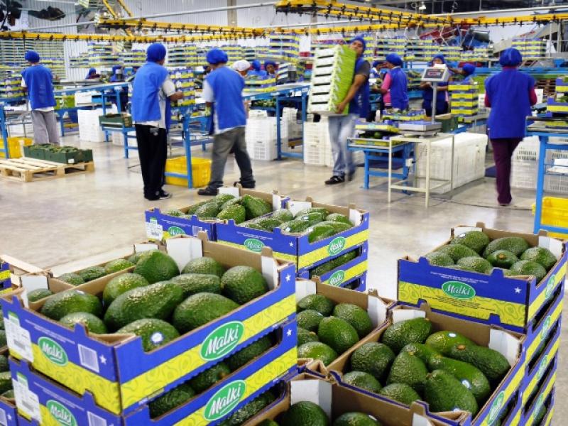 PERÚ SE PREPARA PARA EXPORTAR PALTA HASS A CHINA Y JAPÓN