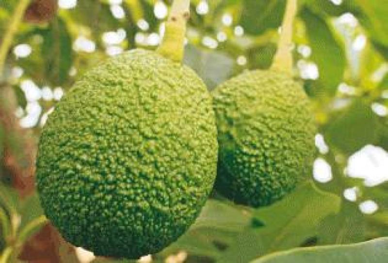 PERÚ SEDE DEL PRÓXIMO CONGRESO MUNDIAL DE PALTA EN 2015