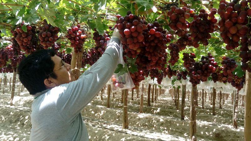 Perú tiene como objetivo lograr 26 nuevos accesos para productos agropecuarios a importantes mercados del mundo