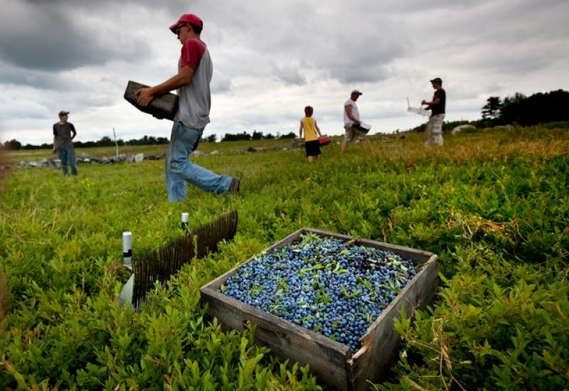 Perú tiene la ventaja de poder cultivar arándanos todo el año y escoger cuándo producir