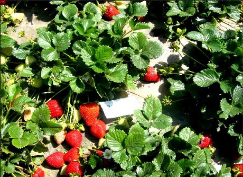 \"PERÚ TIENE POTENCIAL PARA SER LÍDER MUNDIAL EN CULTIVO DE FRESAS\"