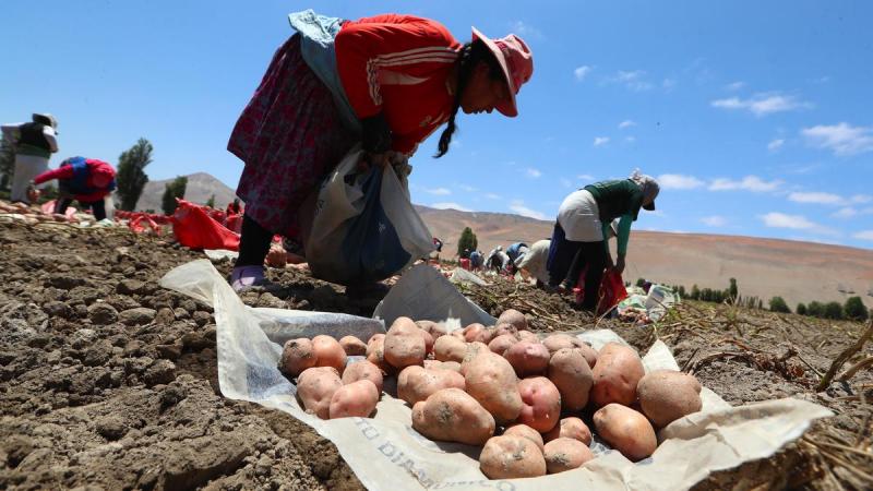 Perú y Bolivia unen esfuerzos para que pequeños agricultores tengan mejores ingresos con las ventas de papas